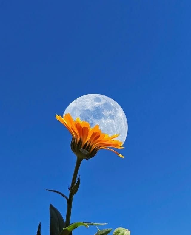青空の満月に重なるオレンジ色の花
